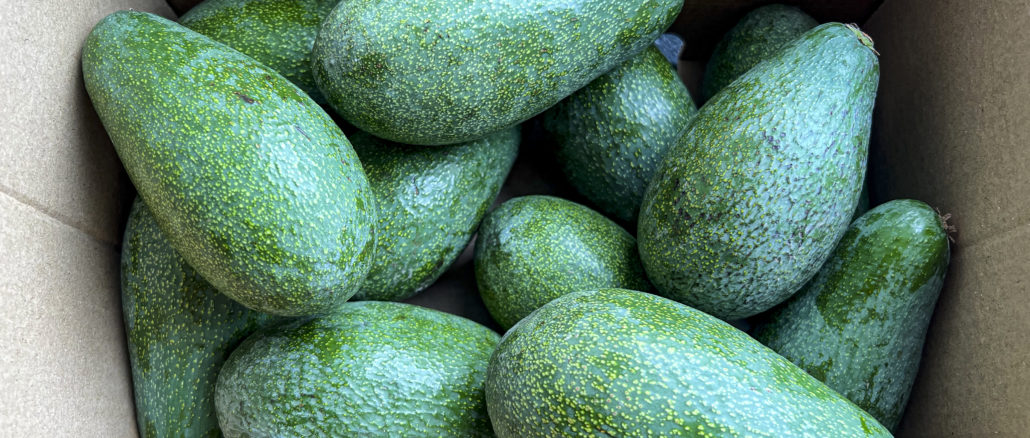aguacates01 1122-1